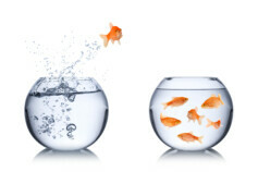 fish escape concept