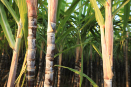 Transition to climate neutrality needs accurate accounting for biogenic carbon