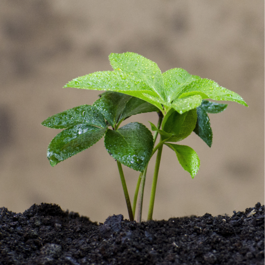 RCI study debunking competition between food and feedstock
