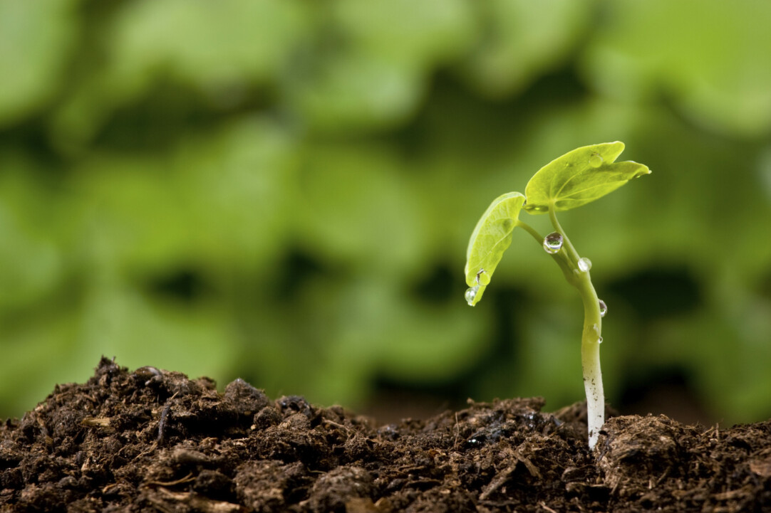 istockphoto_5957821-plant-drops