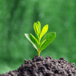 Agricultural Biomass: Fuelling the Shift to Biobased Plastics